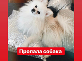 Пропала собака!