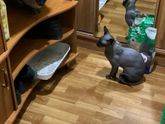 Скоро будут котята!)