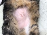 Это живот кота.