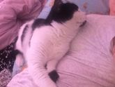 Кошка