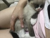 Уход за кошками