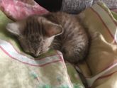 Взяла котенка неделю назад
