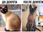 Немножко чёрного юмора?