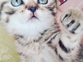 Наша Элис?такая нежная