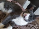 Продолжение про кота!