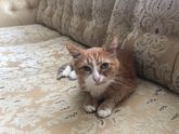 Сколько живут коты?