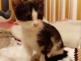 СПб! Прошу репост! Котёнок!