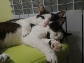 Коты 🐱