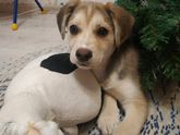 Животные ❤