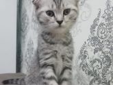 Котенок уже почти неделю