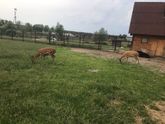 Парк птиц в воробьях