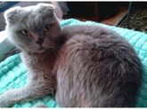 Кошки🐈