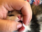 Котёнок!!!!! Срочно!