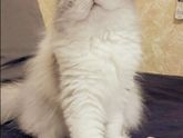 Котенок с улицы Вот