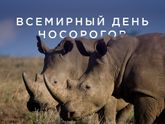 С Днём носорога.