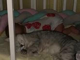 Кот Девочки кот стал