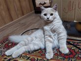Питание ваших котят.