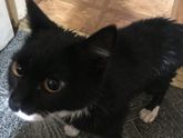Кот
