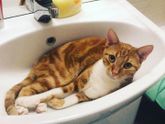 Ну я и "попала" с котенком )