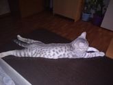 Отвлекусь от темы планирования. Живодёры мимо...