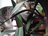 Кот наслаждается приближающимся летом