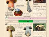 Что за гриб?))