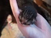 У моей кошечки родились котята ТУЛА