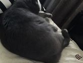 Даже котик заценил подушечку