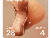4 неделя