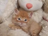 Только сегодня въехали в