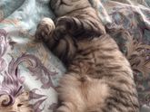 Усатый нянь 😽