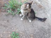 Отдам в добрые руки