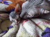 Кошки 🐈