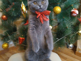 Котопост 🐱 🐱 🐱