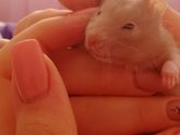 Какое домашнее животное самое не прихотливое?СПб