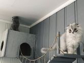 Как бы вы поступили с кошкой?