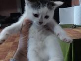 пол котят