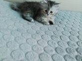 Котёнок