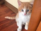 Котенок и лоток (не