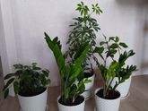Золотое дерево - Аукуба - оказалась красива и очень ядовита!