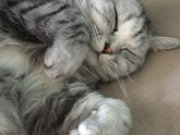 Sos любимцам кошек!!!!!!