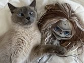 Вот ещё ? у