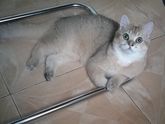 4 месяца с котейкой