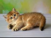 Золотая шиншилла (скотиш фолд или страйт)