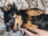 Семушка 🐕