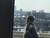 Кошка ? на карантине.