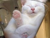 Компактные коты!))))