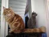 Уход за кошками