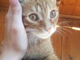имя для котенка