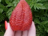 Просто вкусняшка🍓